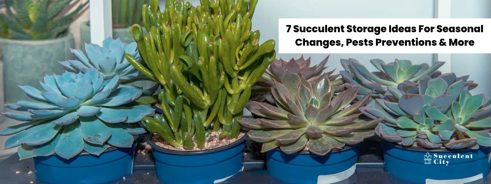 7 ideas para almacenar suculentas para cambios estacionales, prevención de plagas y más 7 ideas para almacenar suculentas para cambios estacionales, prevención de plagas y más