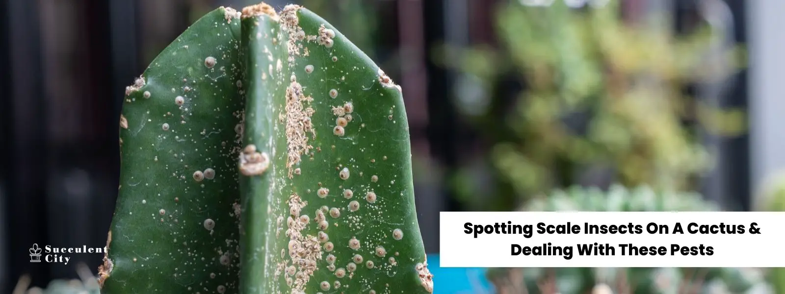 Descubrir cochinillas en un cactus y combatir estas plagas Descubrir cochinillas en un cactus y combatir estas plagas