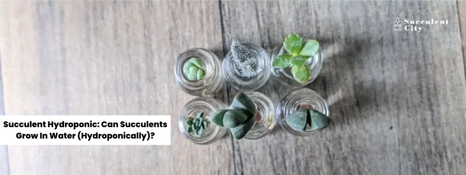 Hidroponía de suculentas: ¿Pueden las suculentas crecer en agua (hidropónicamente)? Hidroponía de suculentas: ¿Pueden las suculentas crecer en agua (hidropónicamente)?