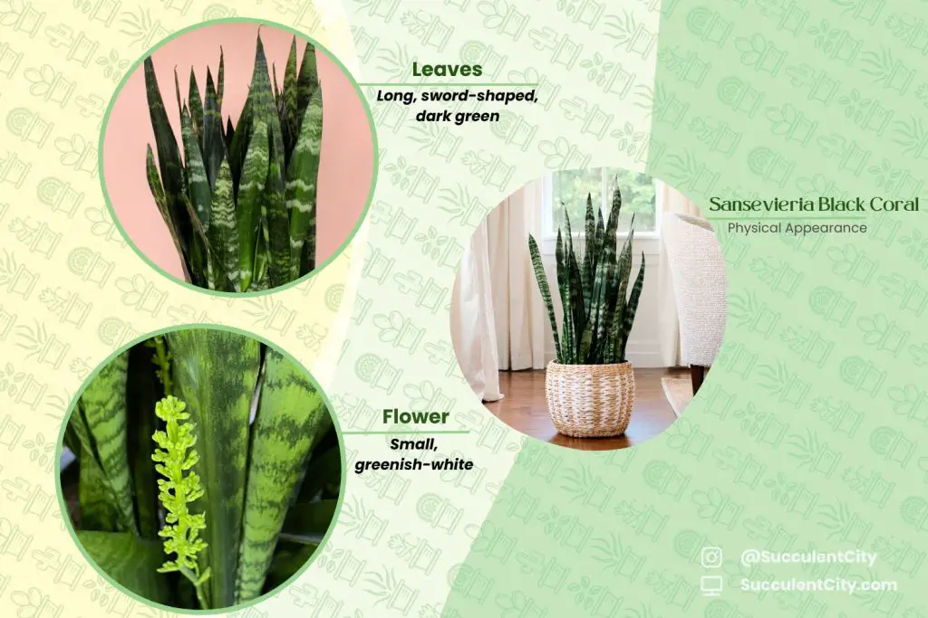 Sansevieria Coral Negro Sansevieria Coral Negro
