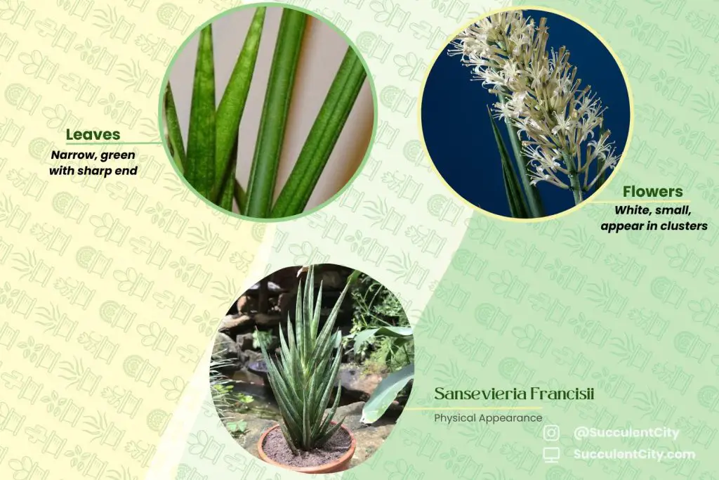 Sansevieria Francisii Sansevieria Francisii