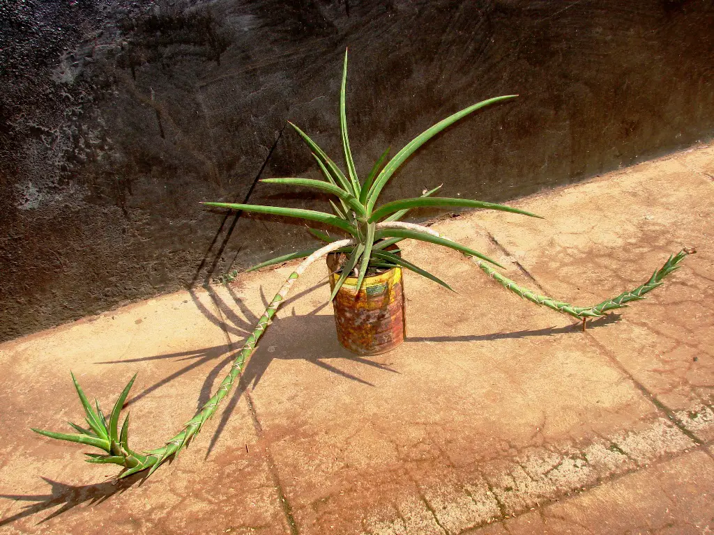 Sansevieria Gracilis