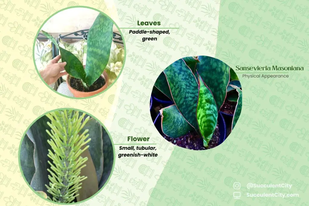 Sansevieria Masoniana Sansevieria Masoniana