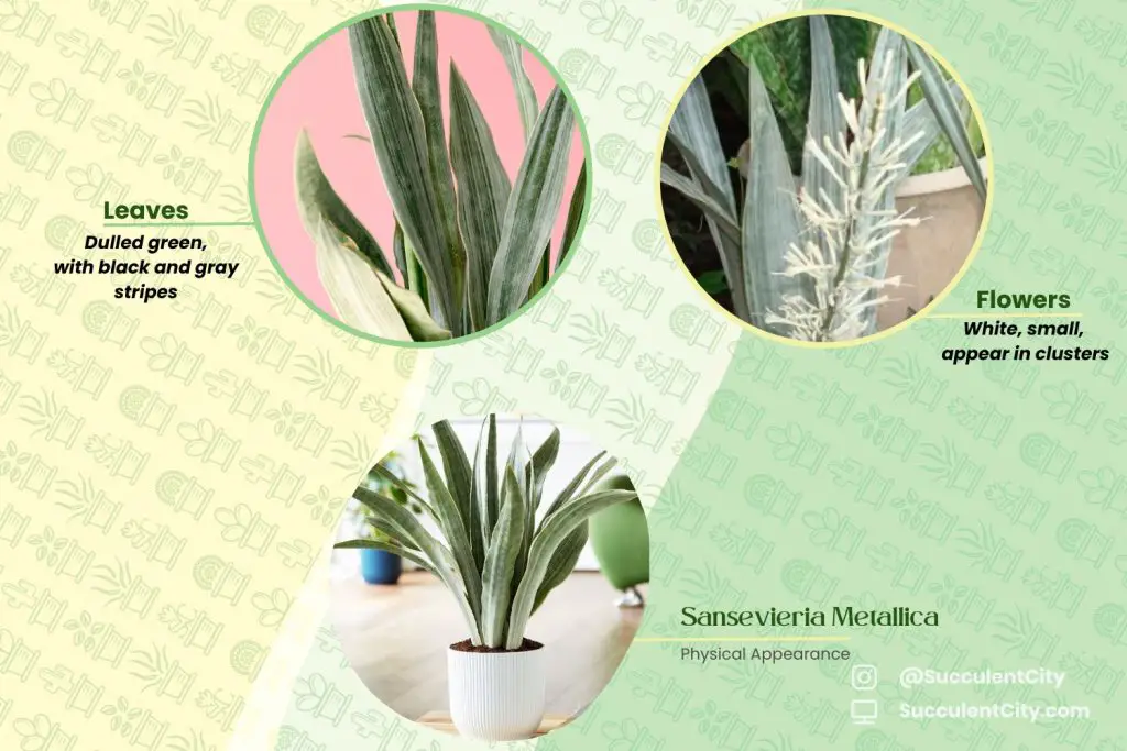 Sansevieria Metallica Sansevieria Metallica