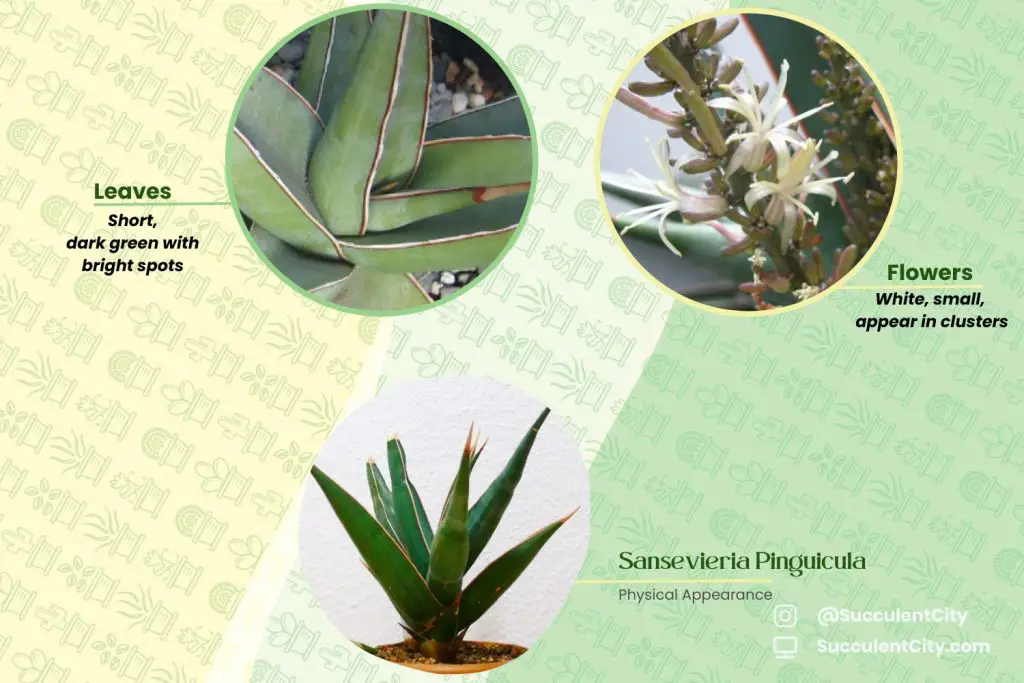Sansevieria Pinguicula (Sansevieria errante) Sansevieria Pinguicula (Sansevieria errante)