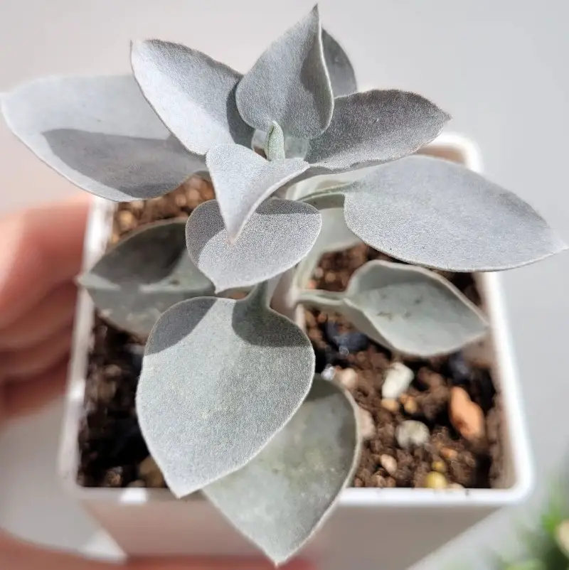La planta de cucharadita de plata 'Kalanchoe Hildebrandtii'