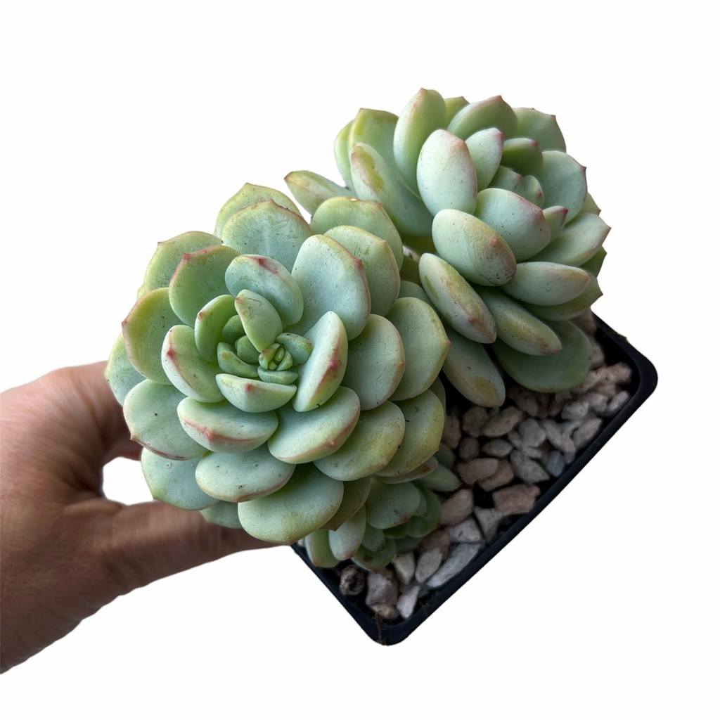 Sedeveria Pudgy Sedeveria Pudgy