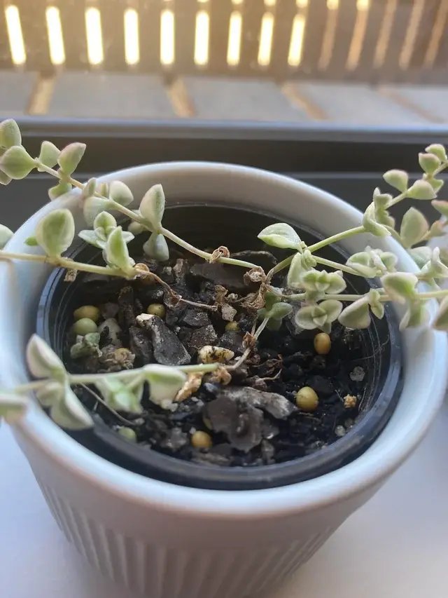 Sedum 'Pequeña Señorita' Sedum 'Pequeña Señorita'