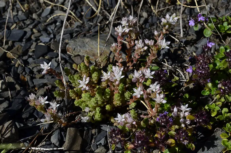 Sedum Anglicum (La planta "inglesa Stonecrop")