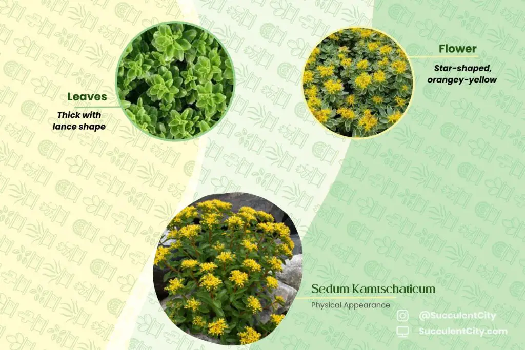 Sedum Kamtschaticum Sedum Kamtschaticum