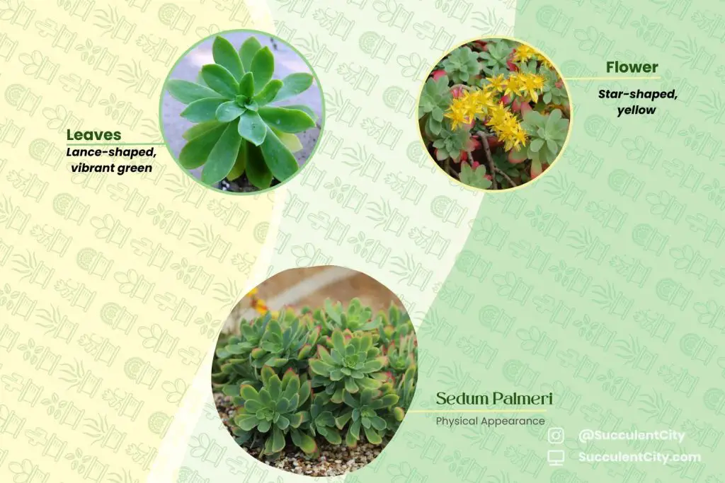 Sedum Palmeri Sedum Palmeri