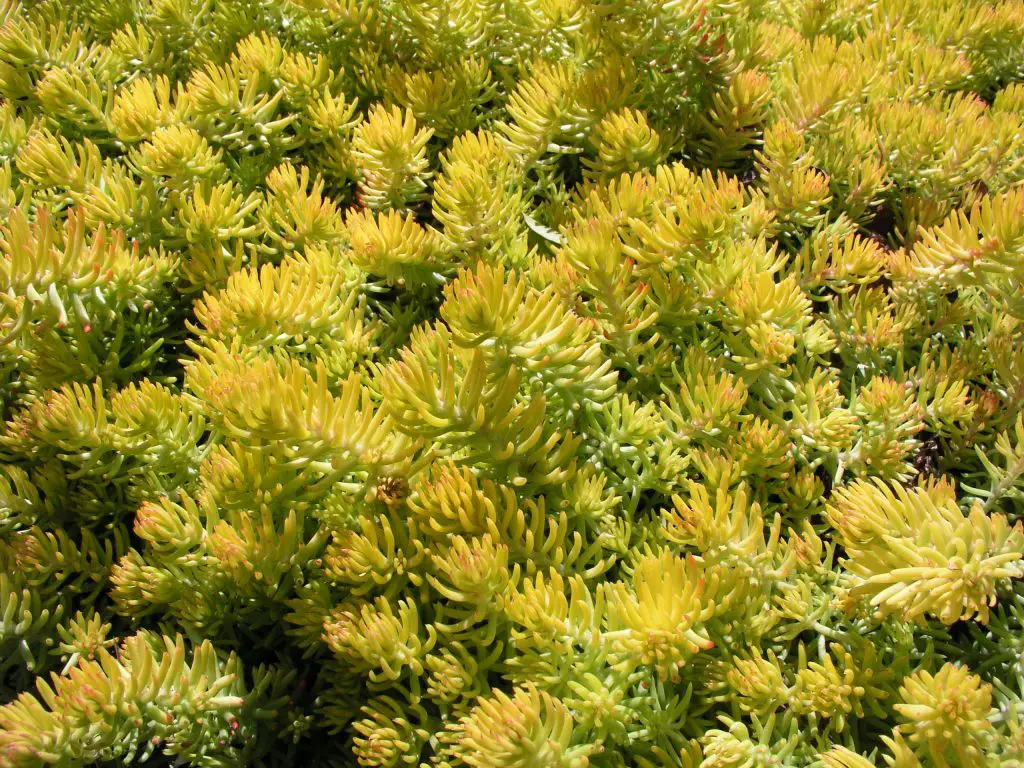 Sedum Reflexum (el cultivo de piedra de abeto azul)