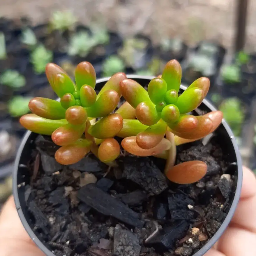 Sedum Rubrotinctum (suculenta de cerdo y frijoles)