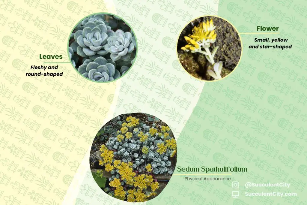 Sedum Spathulifolium (cultivo de piedra de hoja ancha)