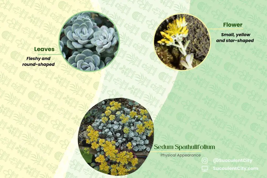 Sedum Spathulifolium (cultivo de piedra de hoja ancha) Sedum Spathulifolium (cultivo de piedra de hoja ancha)