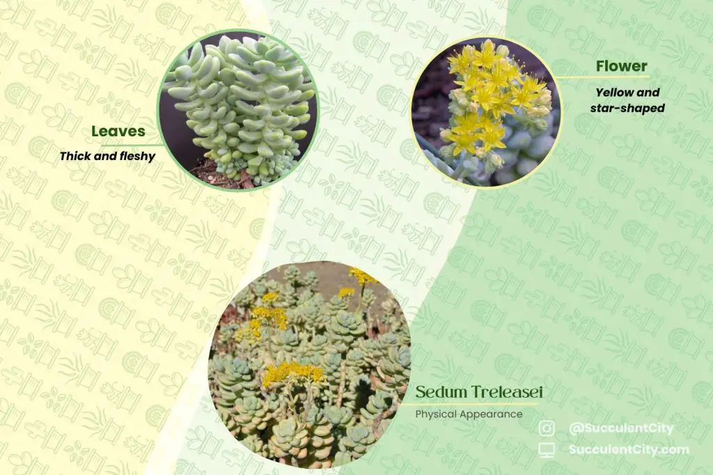 Sedum Treleasei Sedum Treleasei