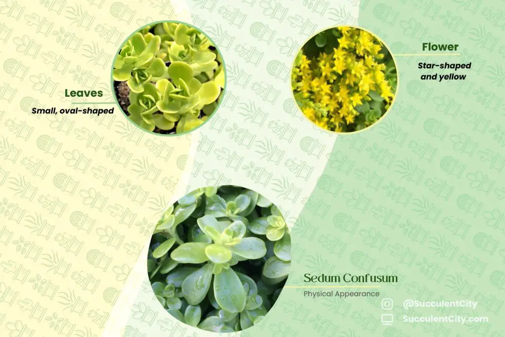 Sedum confusum Sedum confusum