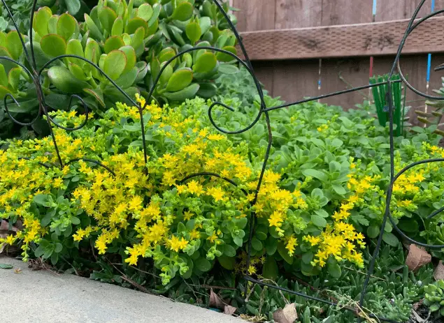 Sedum confusum Sedum confusum