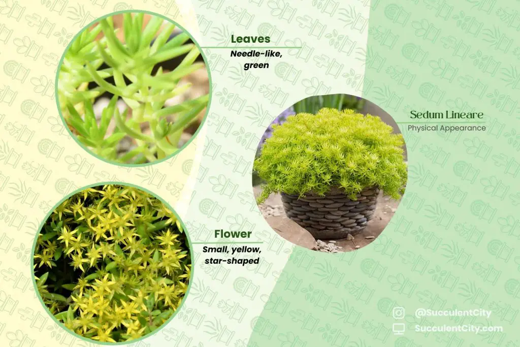 Sedum lineal Sedum lineal