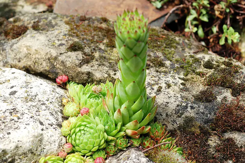 Sempervivum Globiferum (La siempreviva esférica)