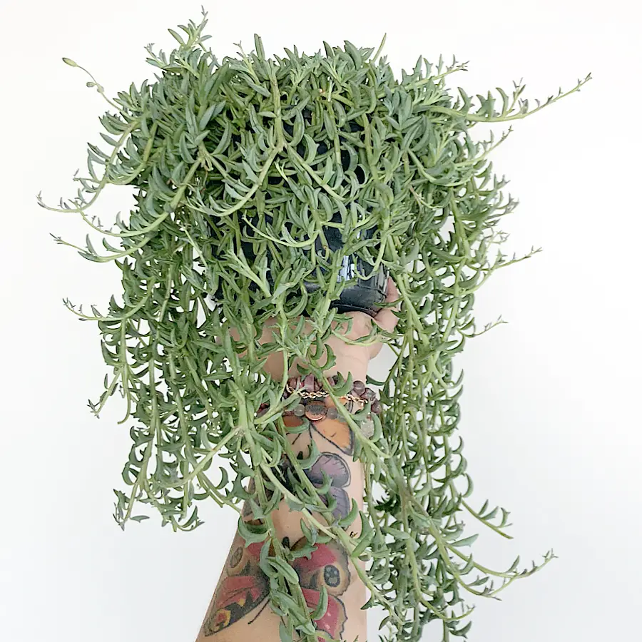 Senecio Peregrinus (Serie Delfines) Senecio Peregrinus (Serie Delfines)