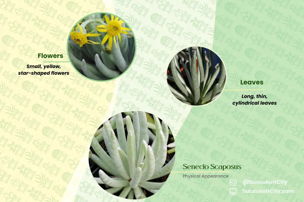 Senecio Scaposus Senecio Scaposus