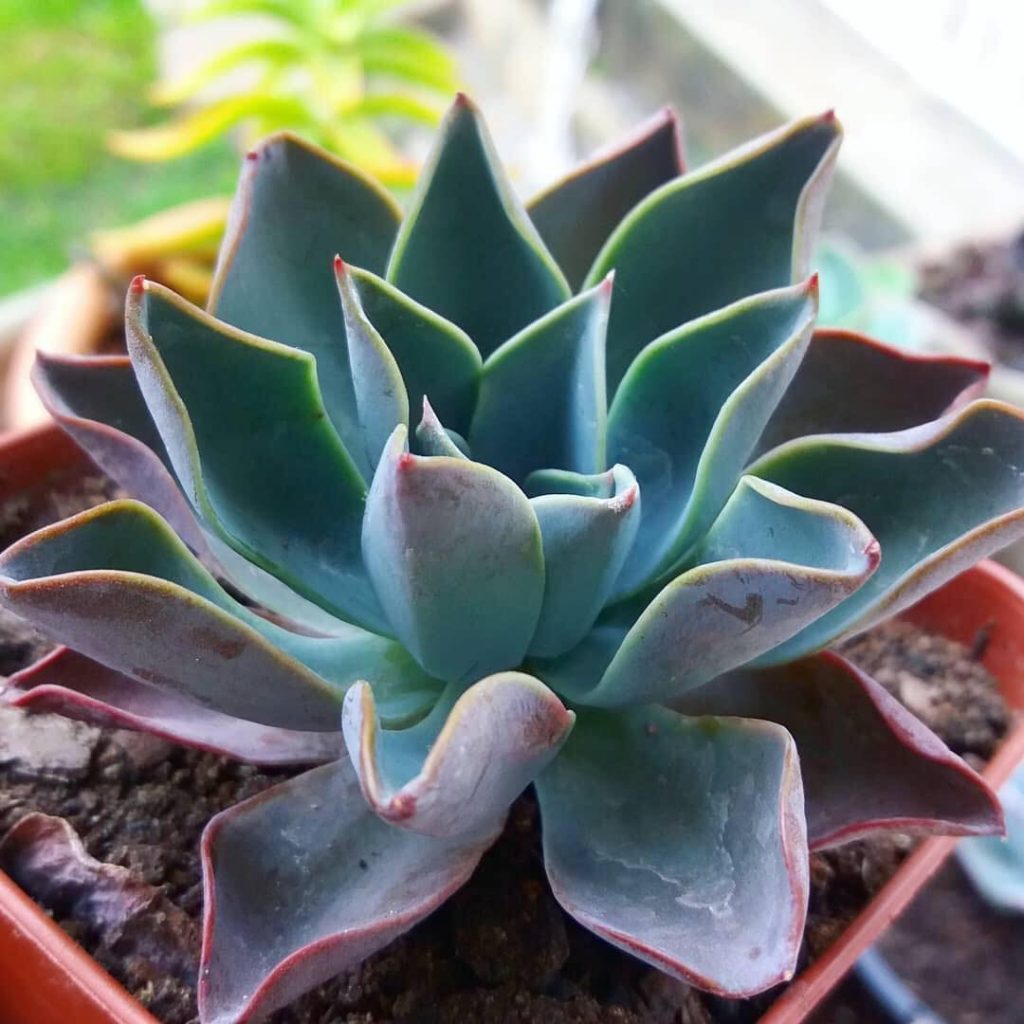 Si tienes un jardín de suculentas, no te pierdas estas suculentas azules Si tienes un jardín de suculentas, no te pierdas estas suculentas azules