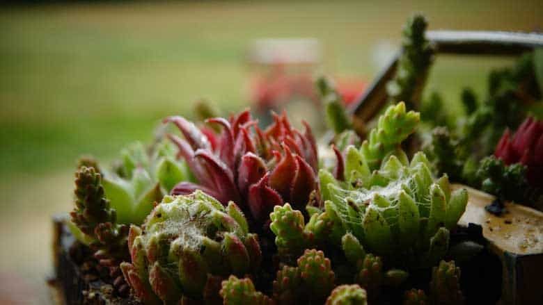 Signos de araña roja en las suculentas y cómo tratar los ácaros en las suculentas Signos de araña roja en las suculentas y cómo tratar los ácaros en las suculentas