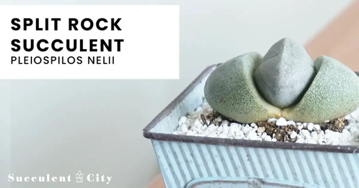 La suculenta roca partida “Pleiospilos Nelii”