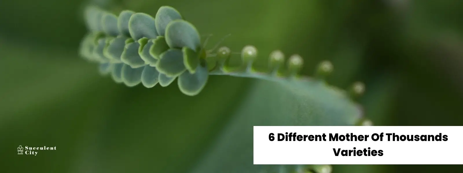 6 variedades diferentes de Madre de Miles 6 variedades diferentes de Madre de Miles