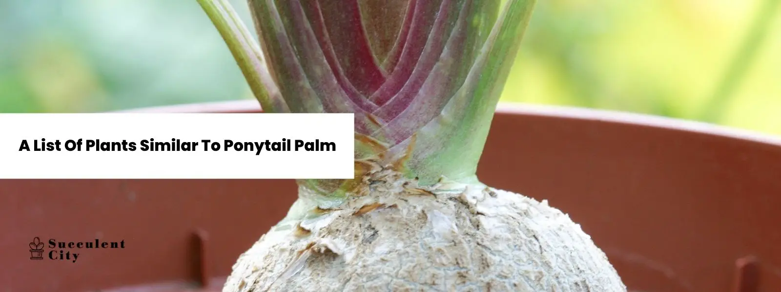 Una lista de plantas similares a la palma de cola de caballo.