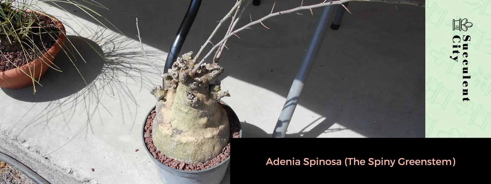 Adenia Spinosa (El tallo verde espinoso)