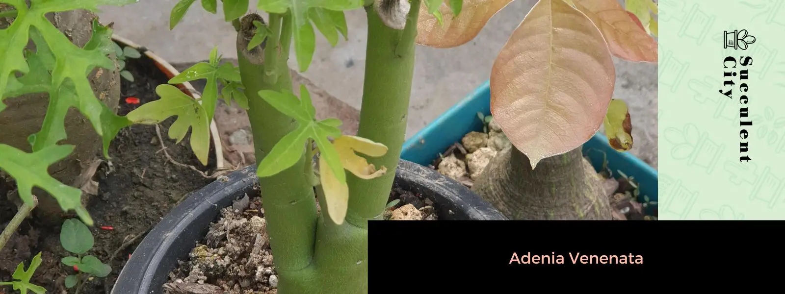 Adenia Venenata (Modecca Abyssinica)