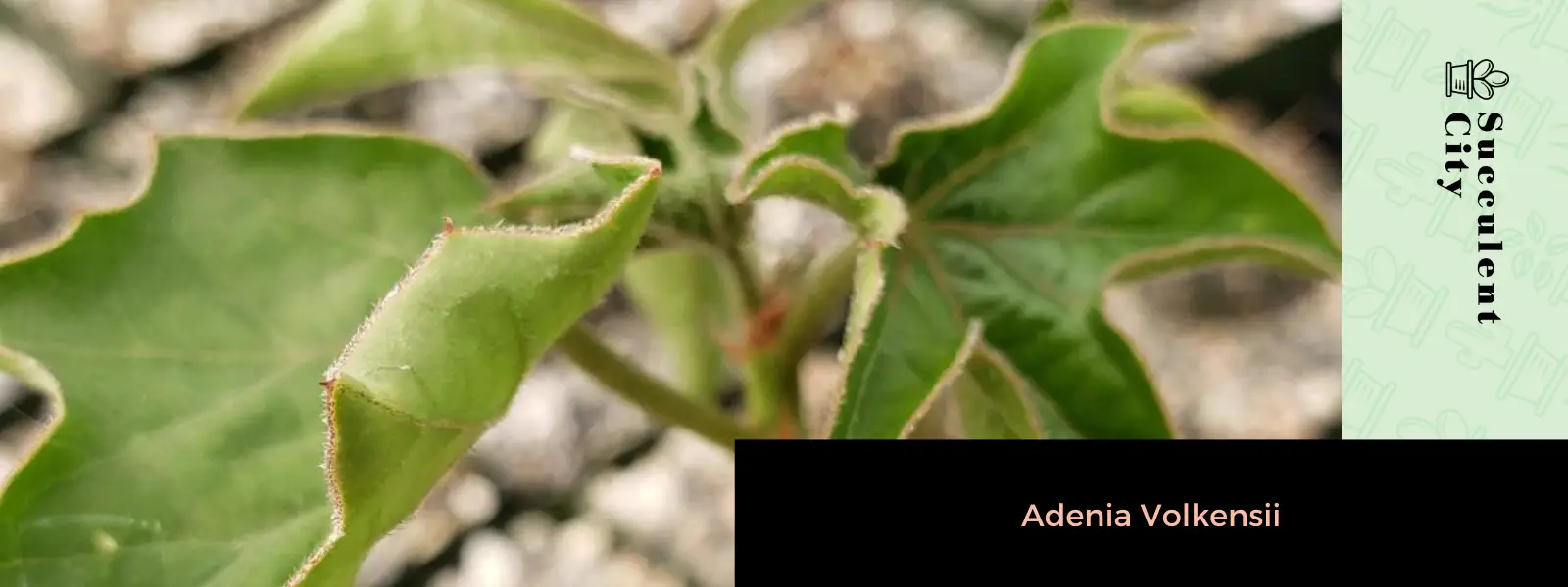 Adenia Volkensii Adenia Volkensii