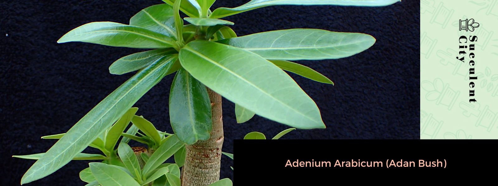 Adenium arabum (arbusto de Adán)