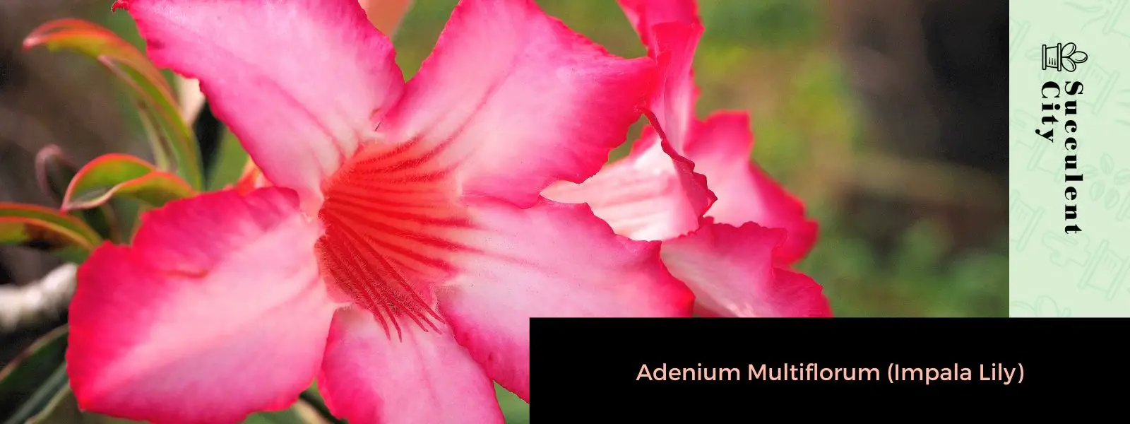 Adenium multiflorum (lirio impala)