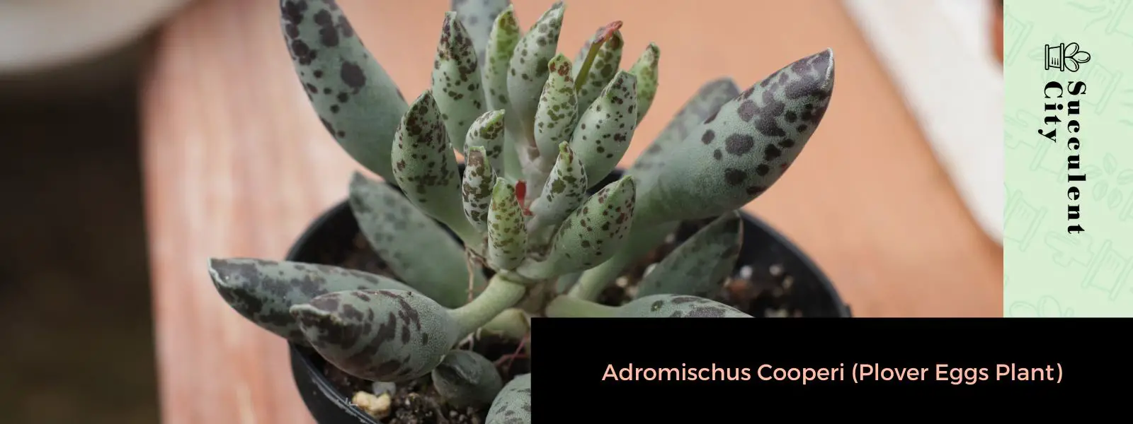 Adromischus Cooperi (berenjena chorlito) Adromischus Cooperi (berenjena chorlito)