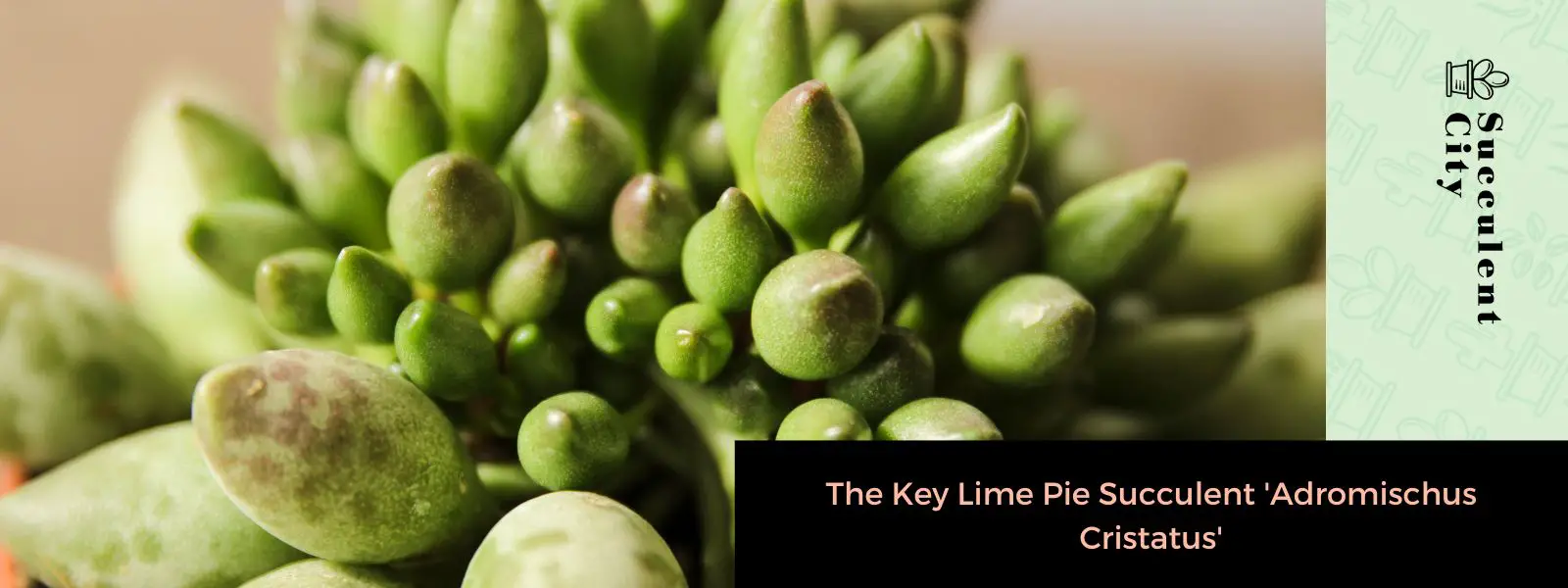 La suculenta tarta de lima 'Adromischus cristatus'