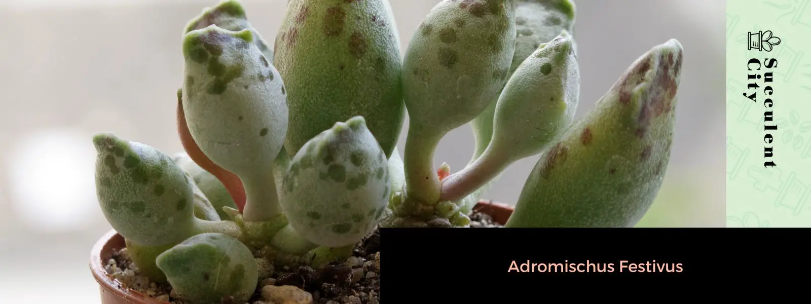 Adromischus Festivus Adromischus Festivus