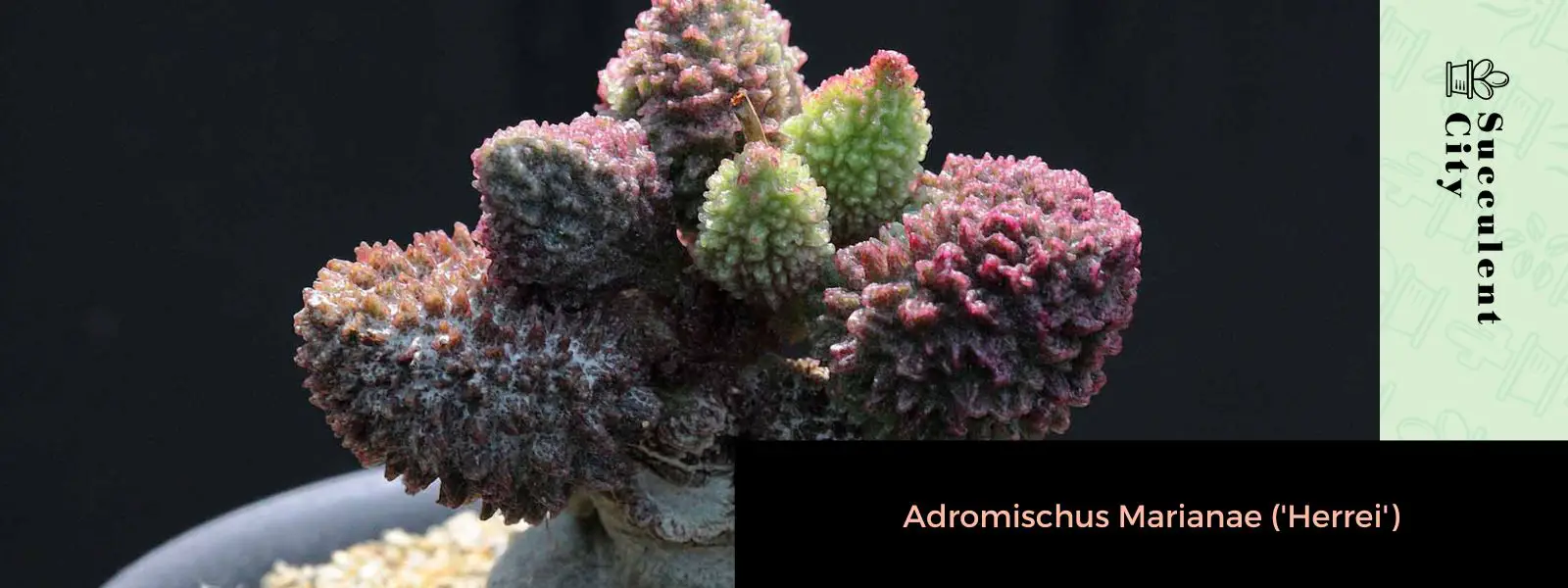 Adromischus Marianae (“Herrei”) Adromischus Marianae (“Herrei”)