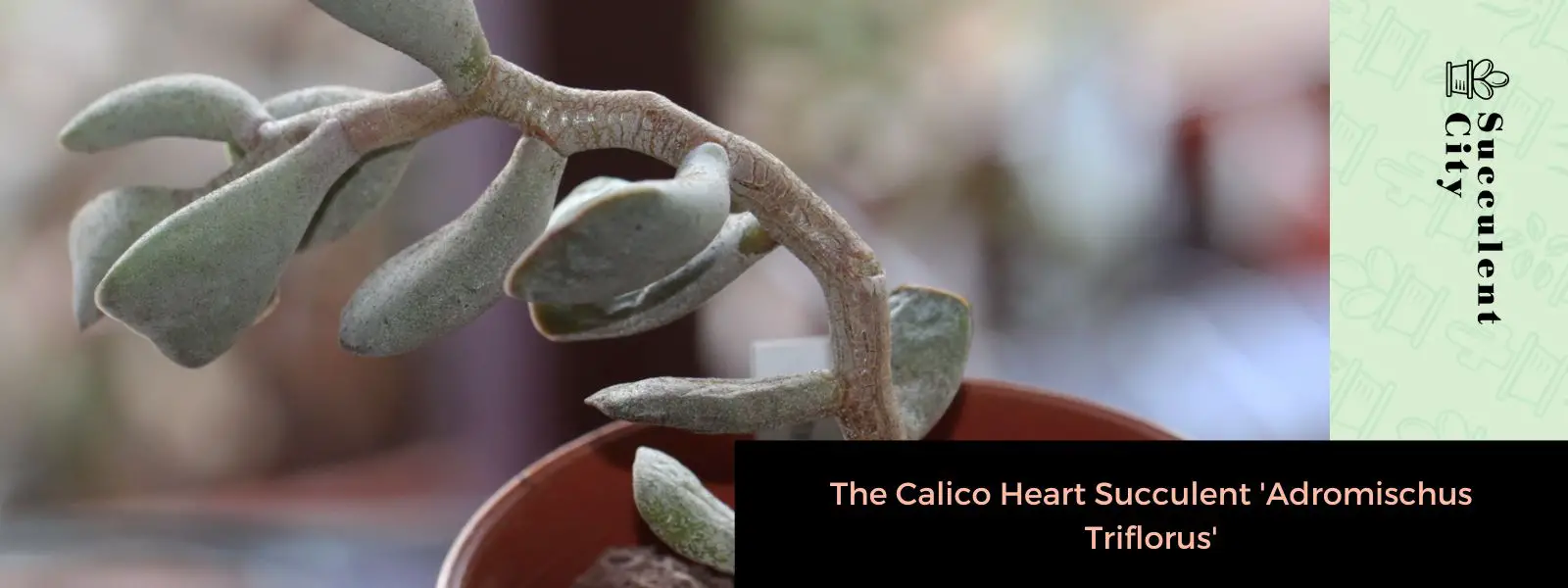 Adromischus triflorus Adromischus triflorus