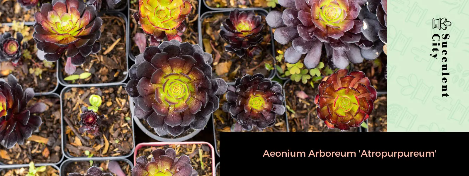 Aeonium Arboreum 'Atropurpureum' Aeonium Arboreum 'Atropurpureum'