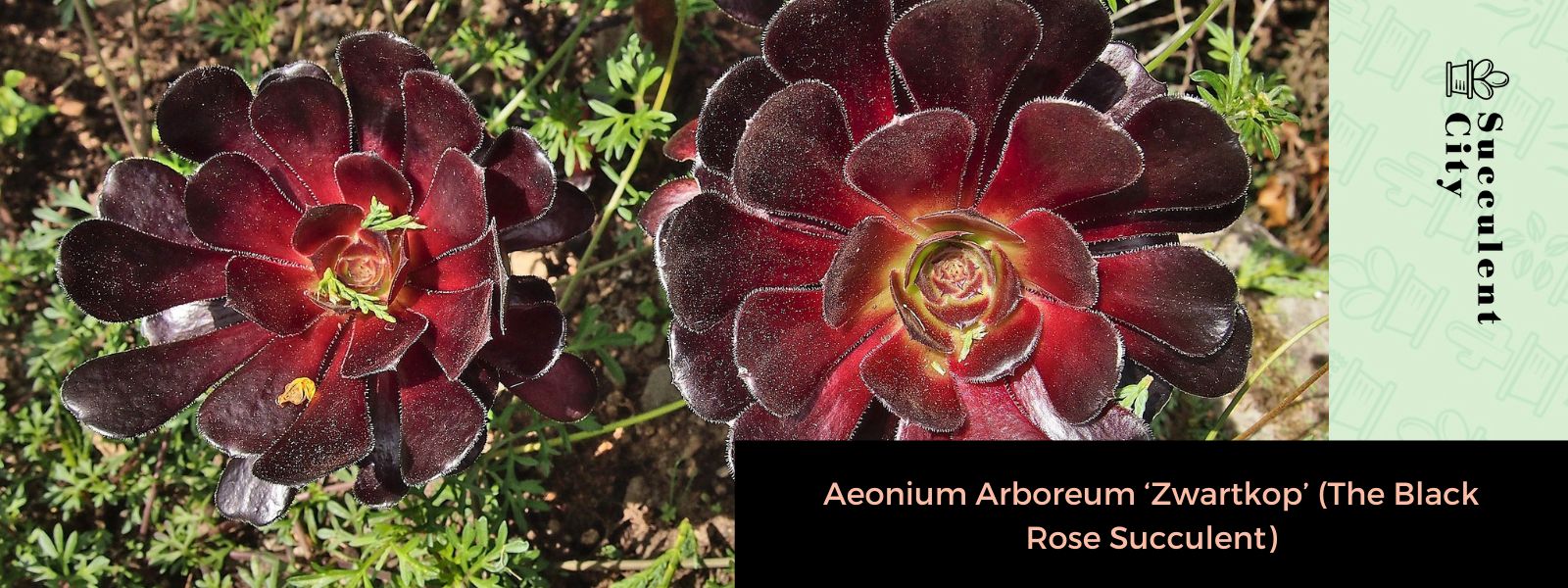 Aeonium Arboreum 'Zwartkop' (La suculenta rosa negra)