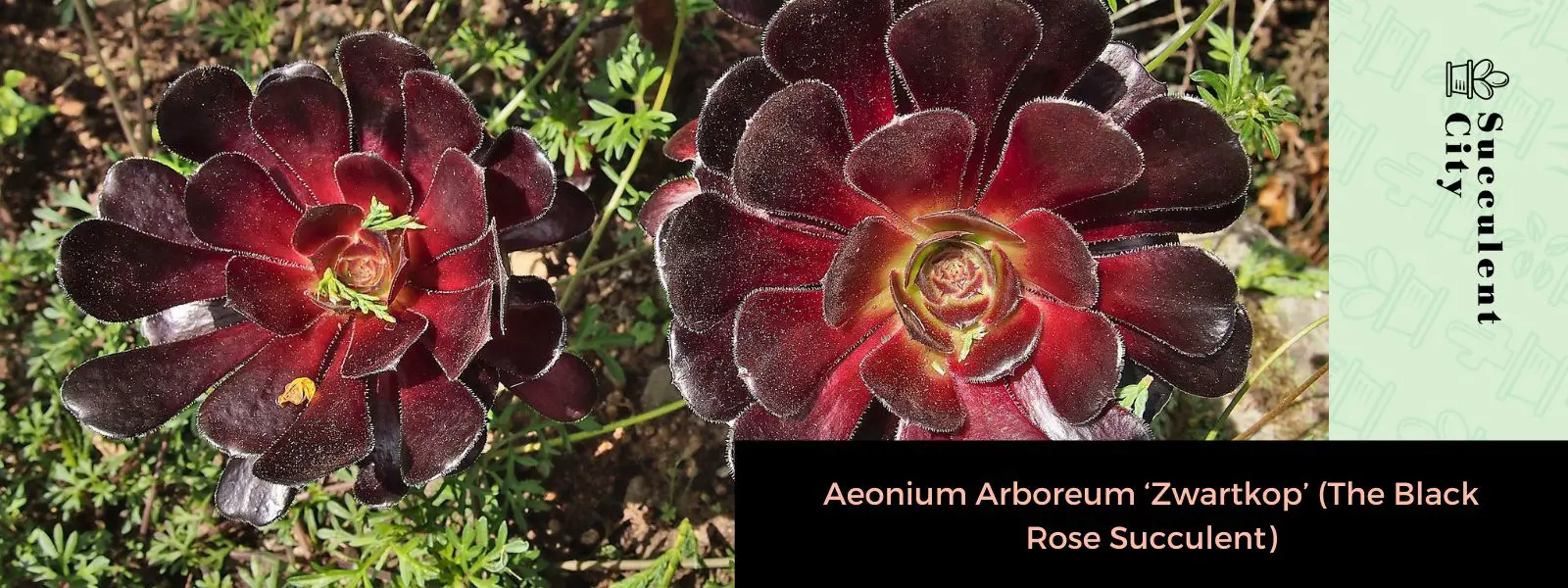 Aeonium Arboreum 'Zwartkop' (La suculenta rosa negra) Aeonium Arboreum 'Zwartkop' (La suculenta rosa negra)