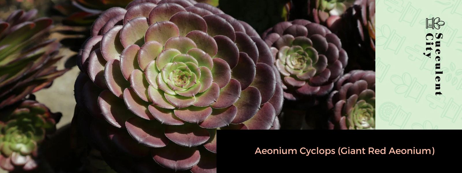 Aeonium Cyclops (Aeonium rojo gigante)