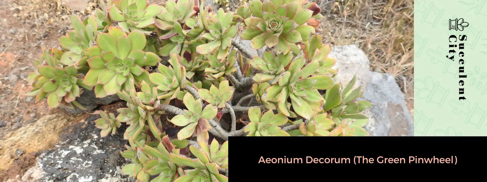 Aeonium Decorum (El molinete verde)