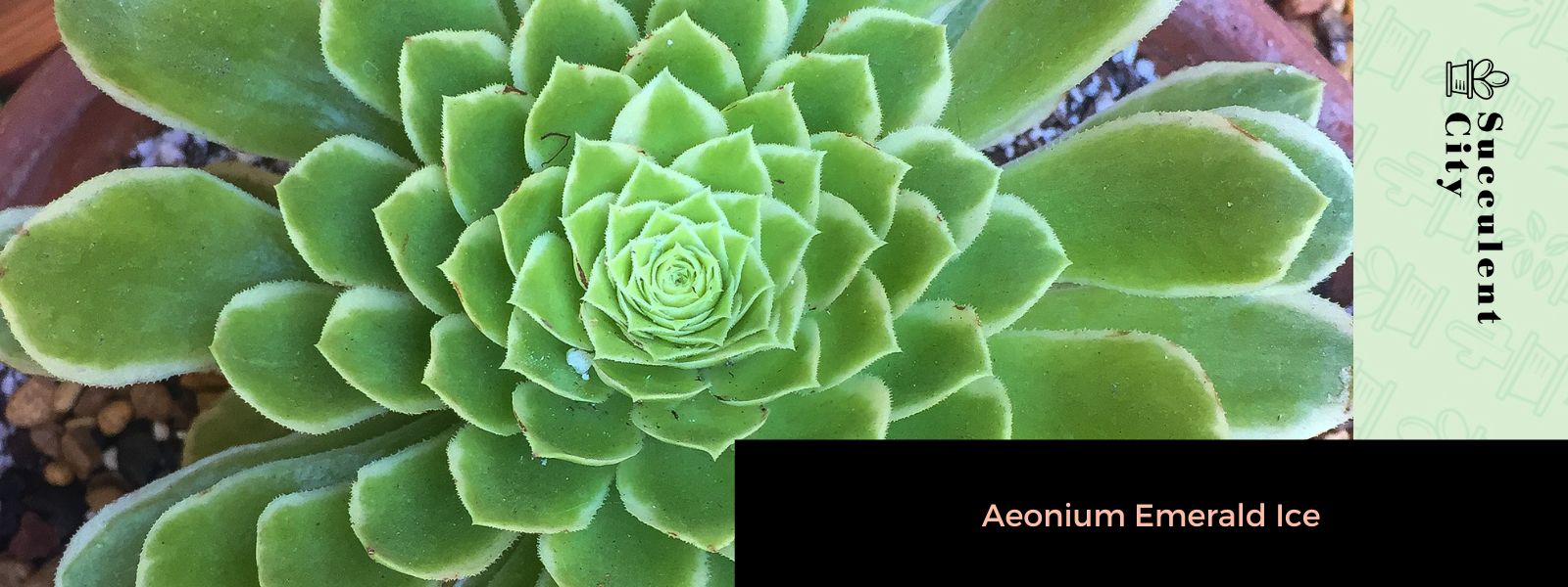 Aeonium Emerald Ice (El loto verde del género Aeonium)