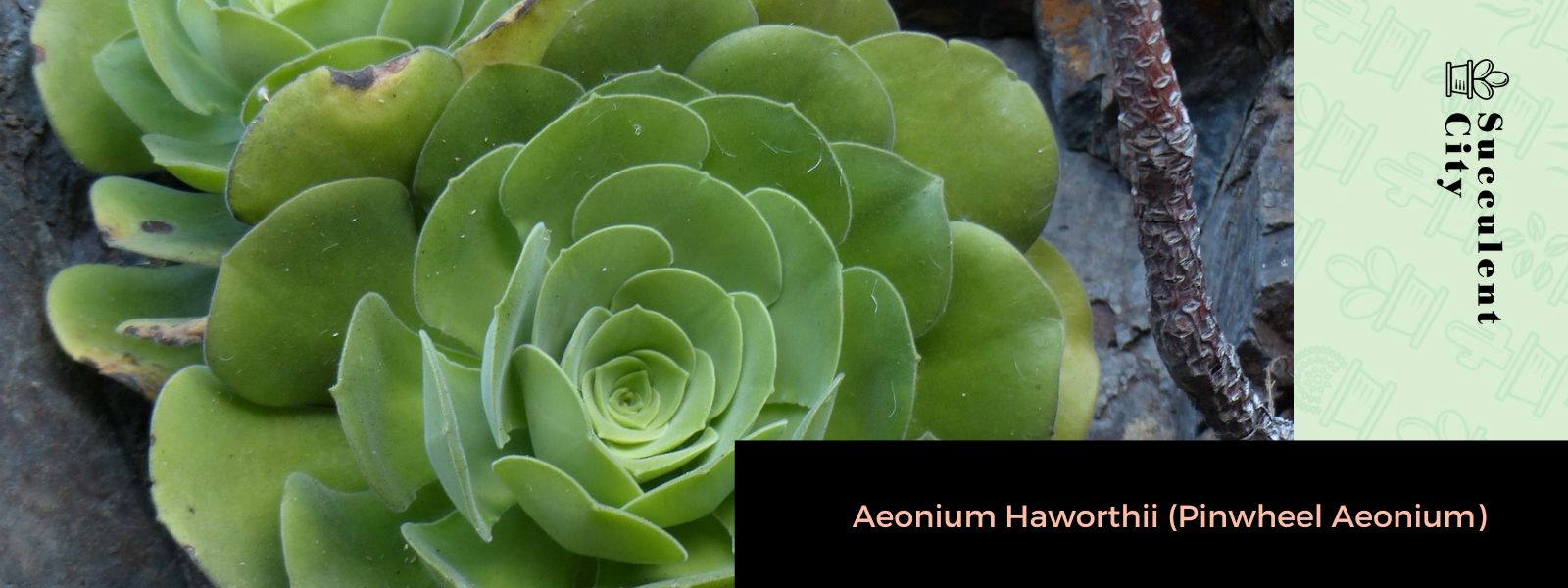 Aeonium Haworthii (Aeonium molinete)