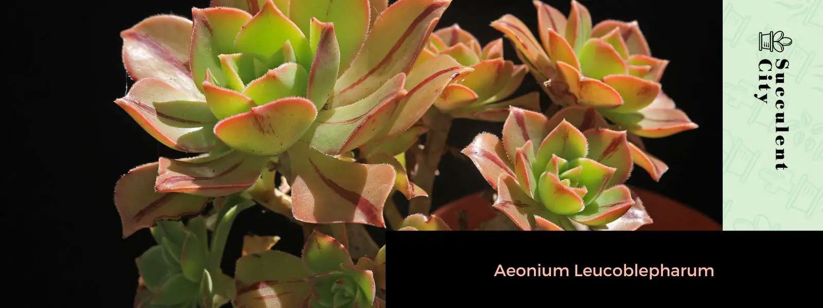 Aeonium leucoblepharum