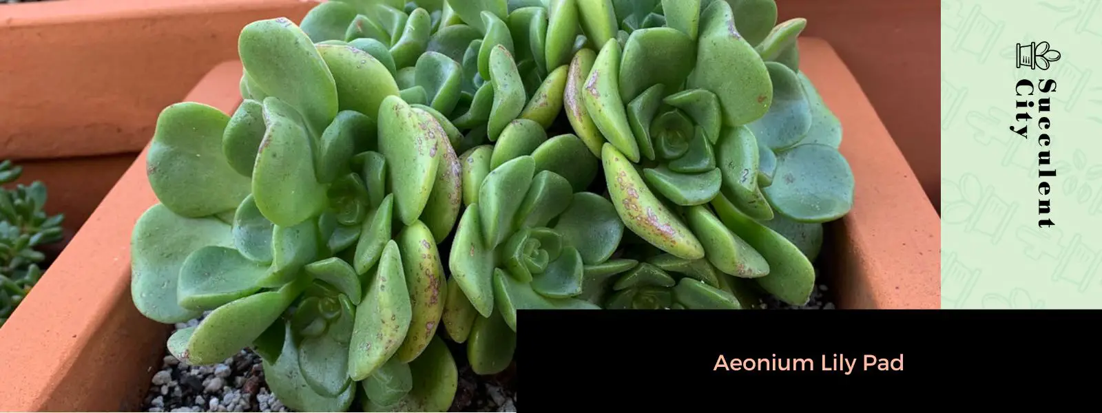 Hoja de lirio de Aeonium